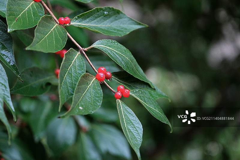 雨天后金银忍冬果实红色浆果特写图片素材