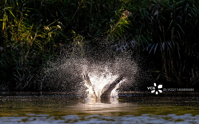 大鹗抓鱼冲入水中 水花飞溅的瞬间图片素材
