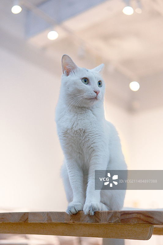 小白猫图片素材