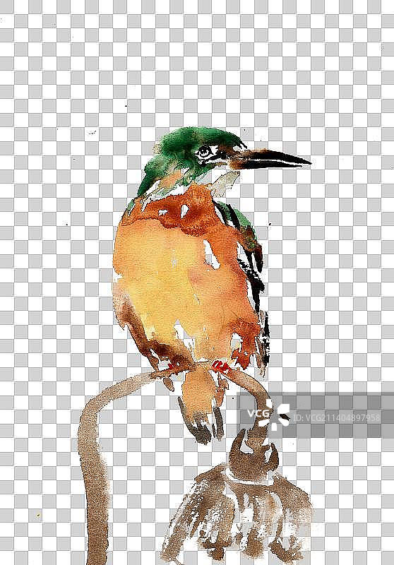 莲蓬上的翠鸟图片素材