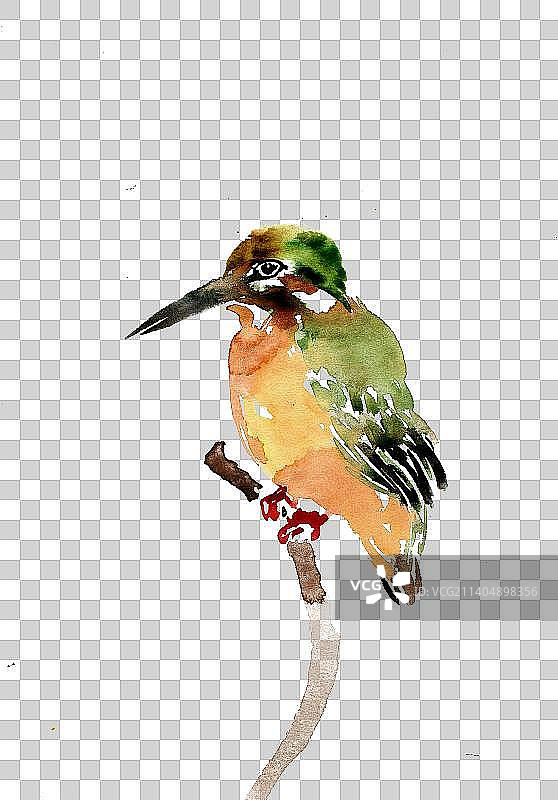 枝头的翠鸟图片素材