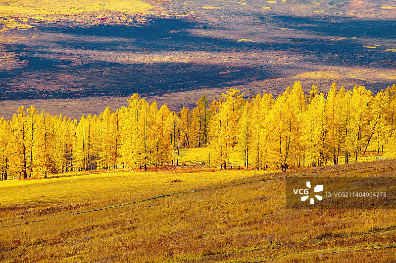 新疆北疆秋景秋天的白桦林图片素材