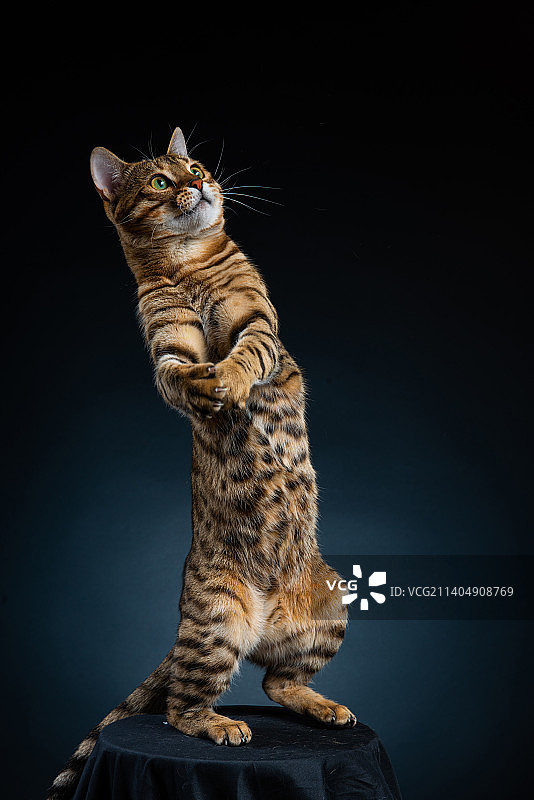 一只豹纹猫图片素材