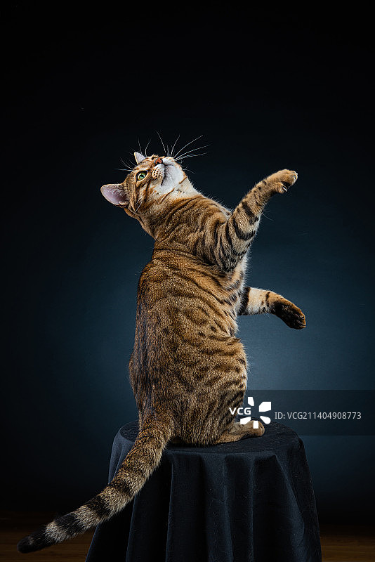 一只豹纹猫图片素材