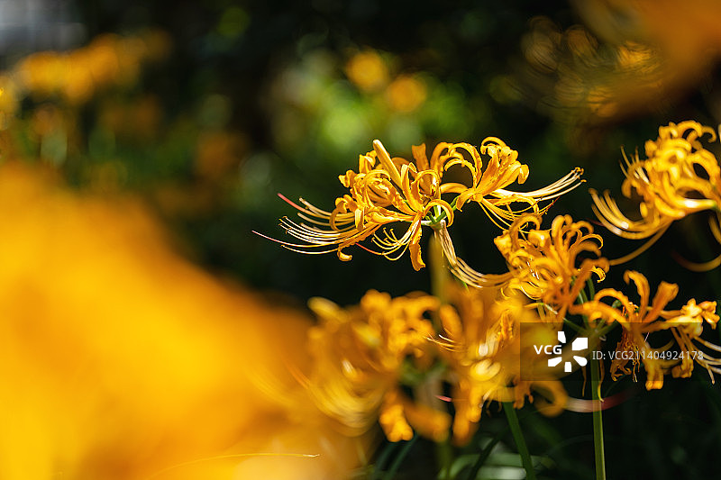 盛开的黄色石蒜彼岸花图片素材