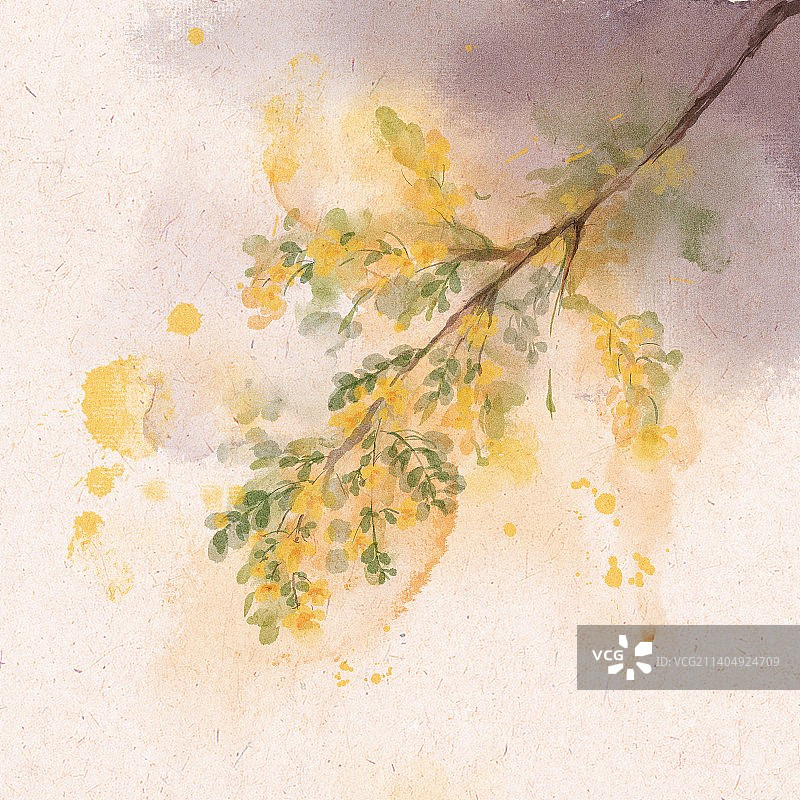 这是一张关于黄槐决明的插画图片，可用立冬插画、花卉插画。图片素材
