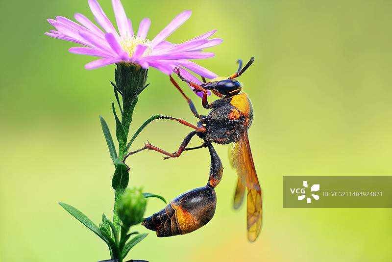 细腰蜂图片素材