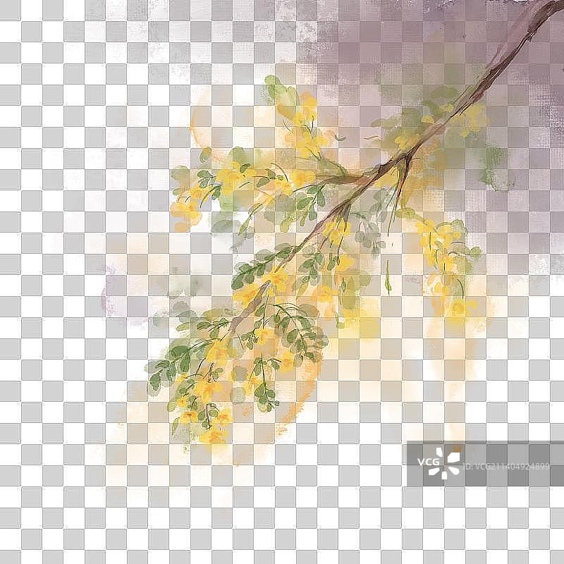 黄槐决明素材图片素材