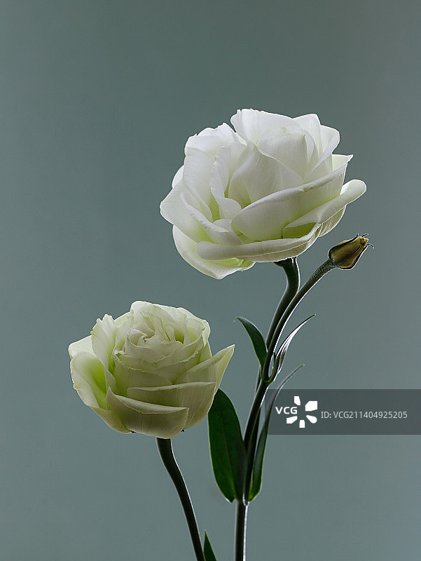 白色鲜花洋桔梗的特写图片素材