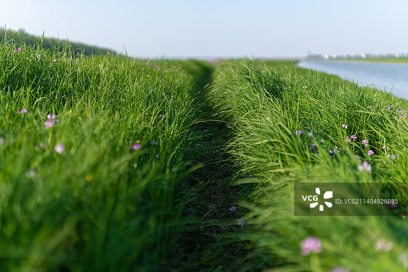 府河湿地图片素材