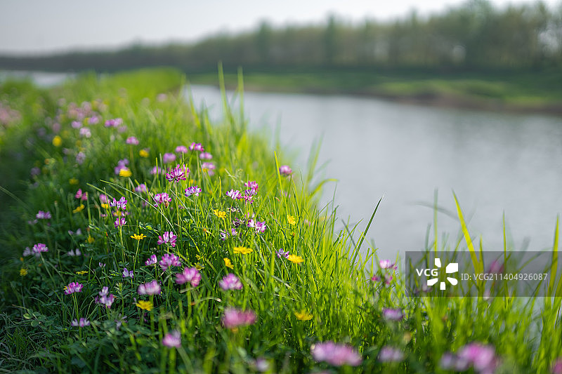 府河湿地图片素材