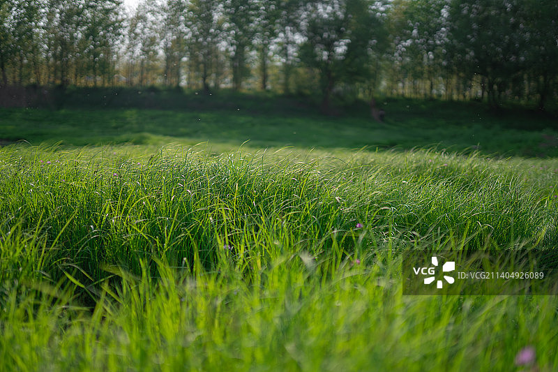 府河湿地图片素材