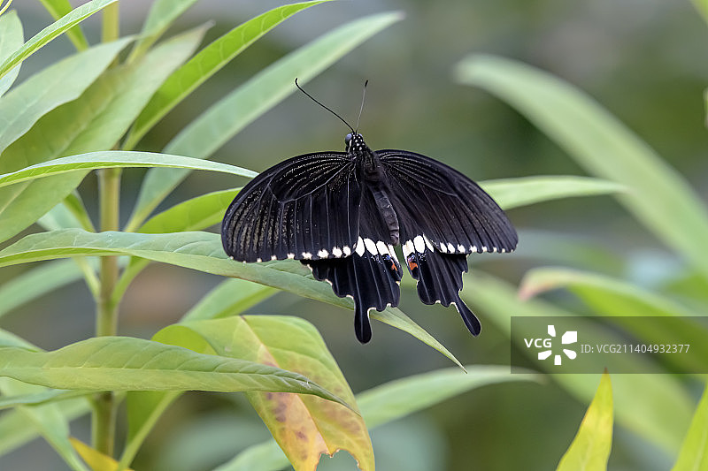 玉带凤蝶（雄）图片素材