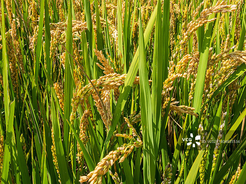 八卦田丰收的喜悦图片素材