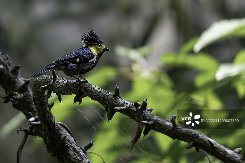 黄颊山雀图片素材