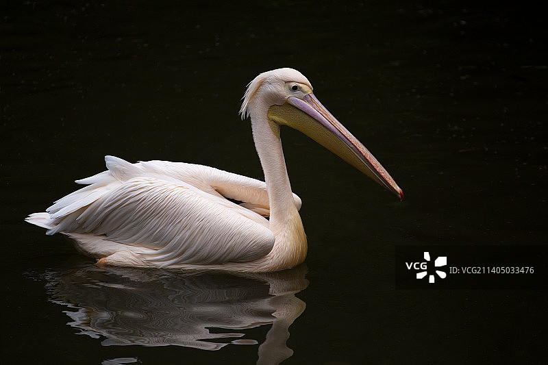 粉红背鹈鹕图片素材