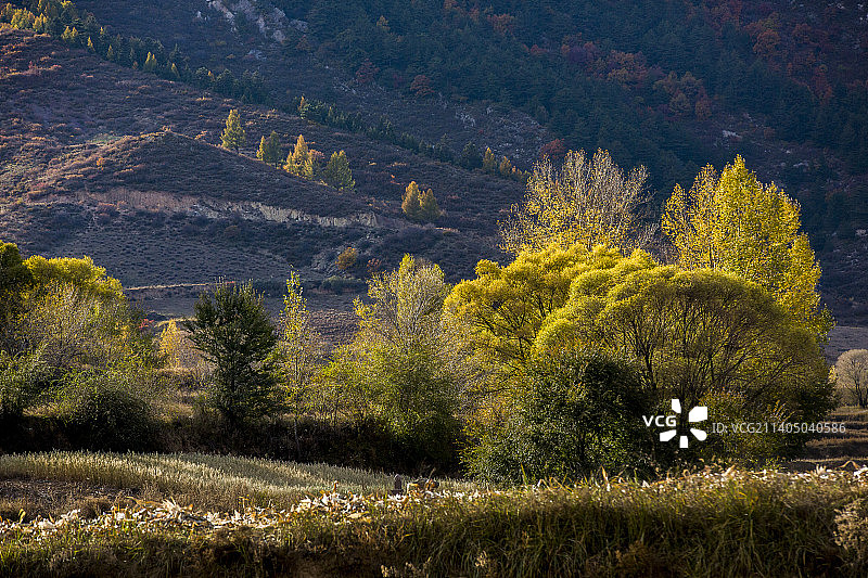山西忻州芦芽山秋色图片素材