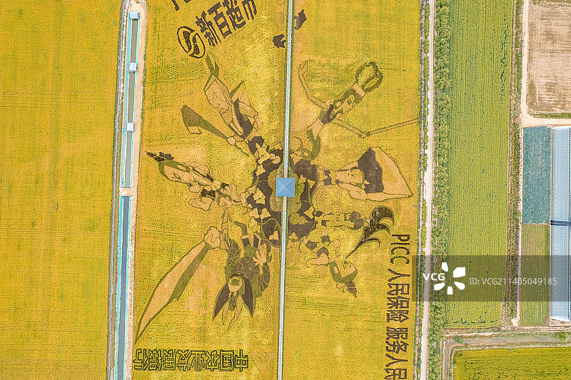 宁夏银川贺兰县稻渔空间金秋丰收图片素材