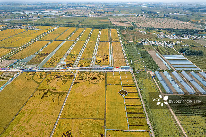 宁夏银川贺兰县稻渔空间金秋丰收图片素材