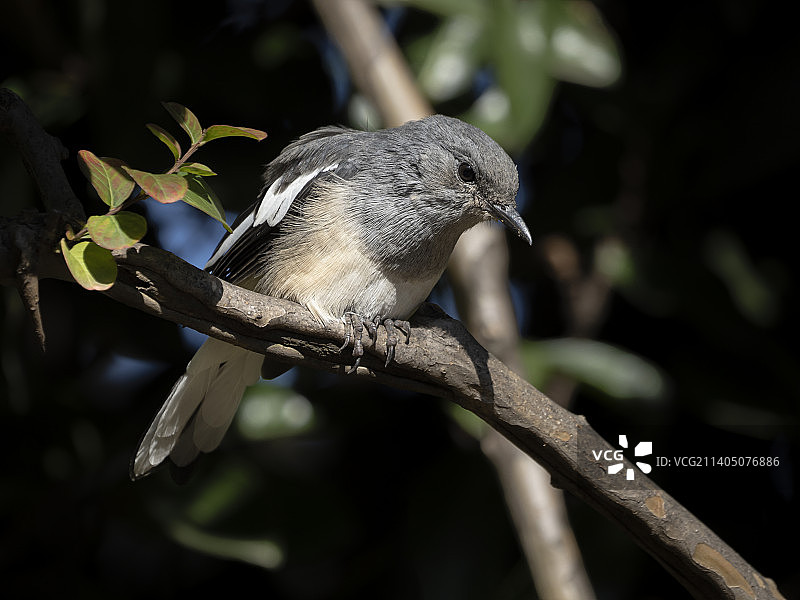 雌鹊鸲图片素材