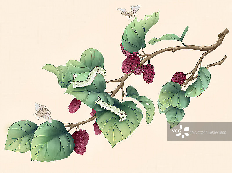 春蚕桑叶桑葚图片素材