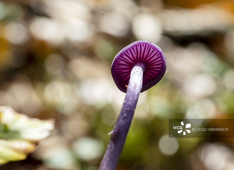 湖区安布尔赛德附近林地中的紫水晶蘑菇图片素材