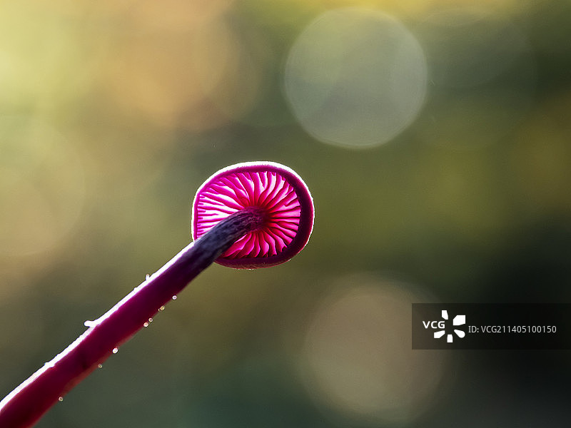 湖区安布尔赛德附近林地中的紫水晶蘑菇图片素材