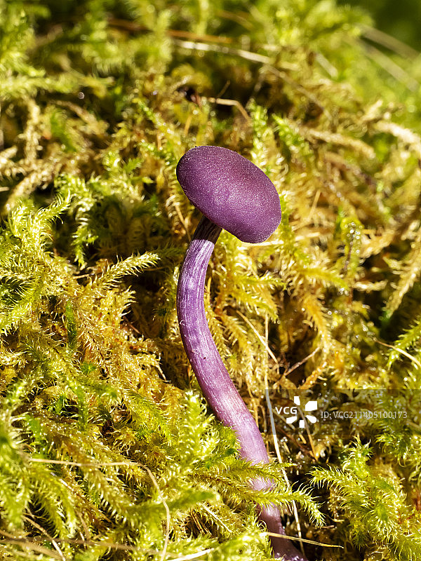 湖区安布尔赛德附近林地中的紫水晶蘑菇图片素材