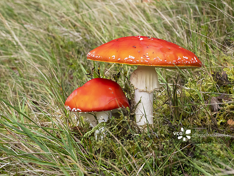 英国博兰斯托克斯水库附近的鹅膏菌图片素材