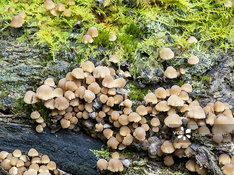英国湖区林地蘑菇图片素材