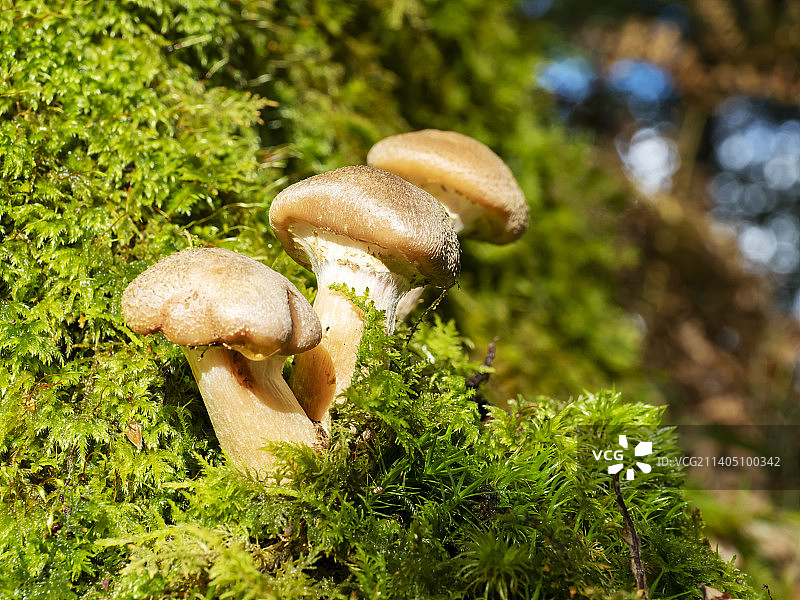 英国湖区林地蘑菇图片素材