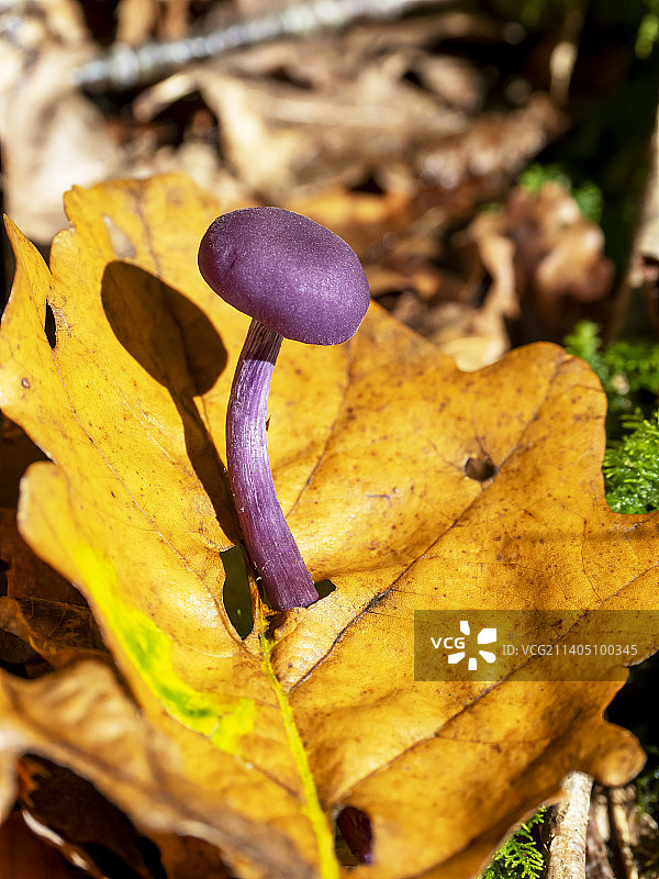 湖区安布尔赛德附近林地中的紫水晶蘑菇图片素材