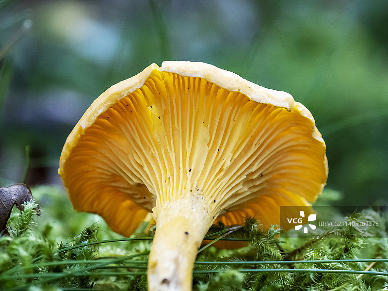 英国湖区林地蘑菇图片素材