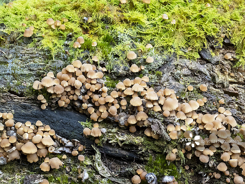 英国湖区林地蘑菇图片素材