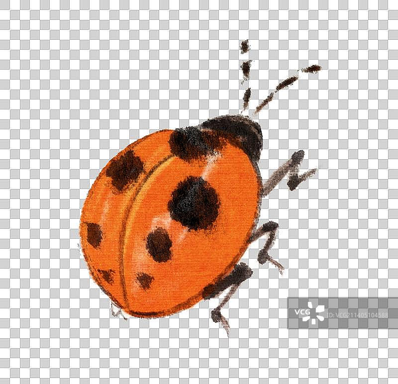 瓢虫昆虫元素图片素材