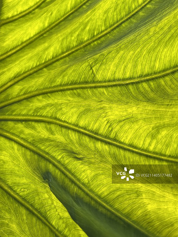 叶的全帧拍摄图片素材