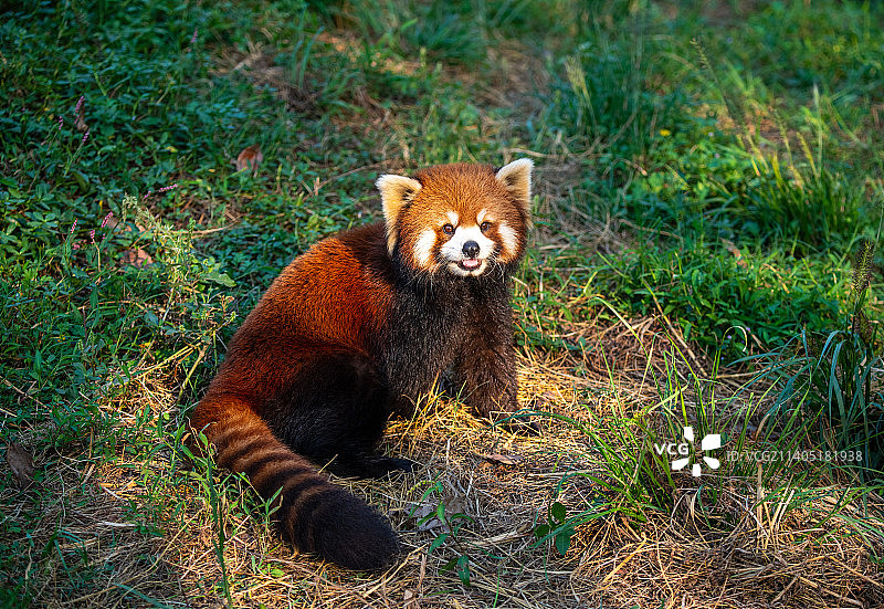 草地上的熊画像图片素材