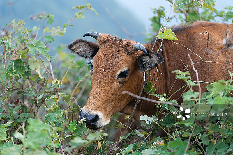重庆石柱黄牛图片素材