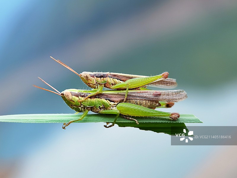 叶上的爱图片素材