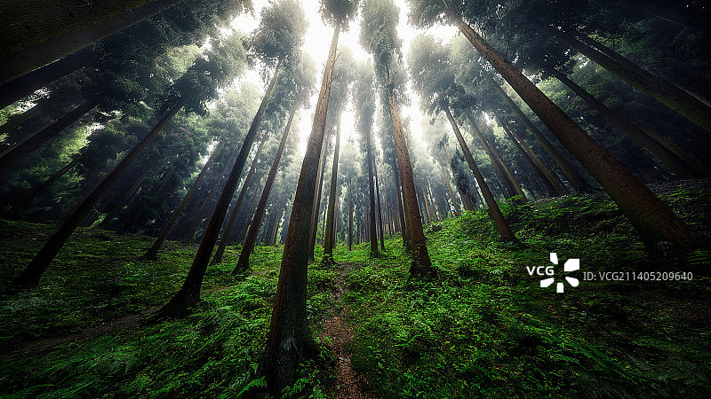 彭州中坝森林图片素材
