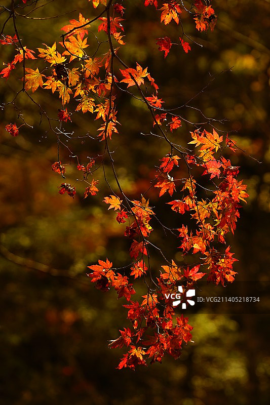 《秋末-风叶红》图片素材