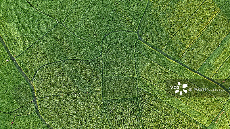 航拍梯田纹理与线条图片素材