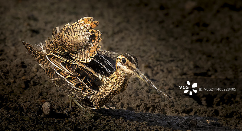 打开尾羽的扇尾沙锥图片素材