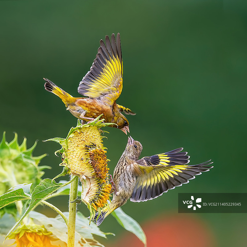 金翅雀图片素材