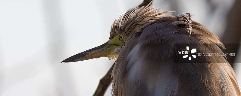 苍鹭特写图片素材
