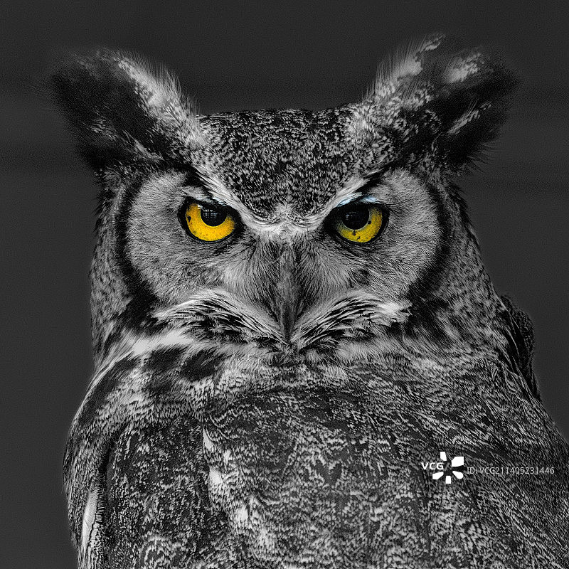 大角雕鸮在黑色背景下的特写图片素材