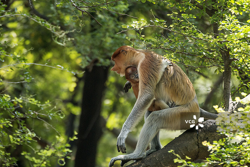 仰视坐在树上的长鼻猴图片素材