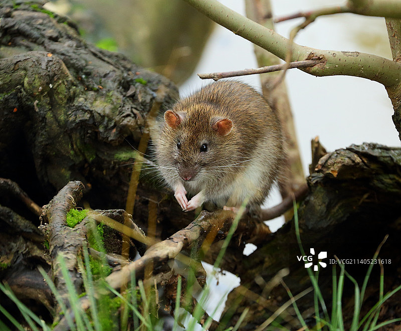 俄罗斯的树干松鼠特写图片素材