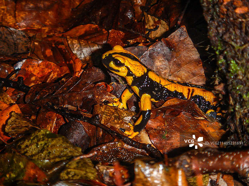 树上的枫叶（高角度）图片素材