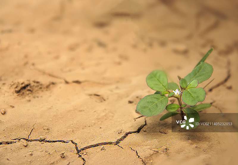 田野上生长的小植物特写图片素材